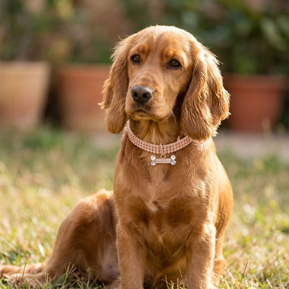 Ella's Loyal Copper Dog Collar