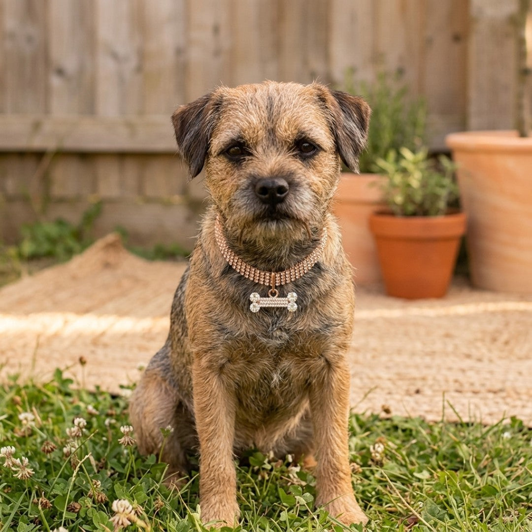 Ella's Loyal Copper Dog Collar